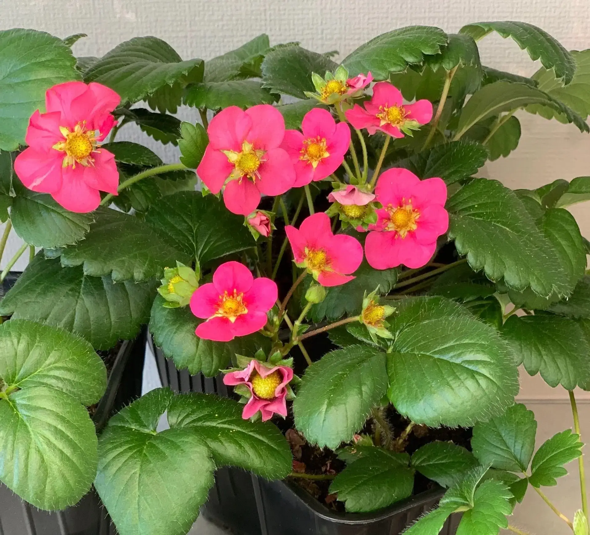 🍓 КЛУБНИКА НА ПОДОКОННИКЕ ИЗ СЕМЯН 
Если вы хотите, чтоб на ваших подоконниках круглый год цвела и 
