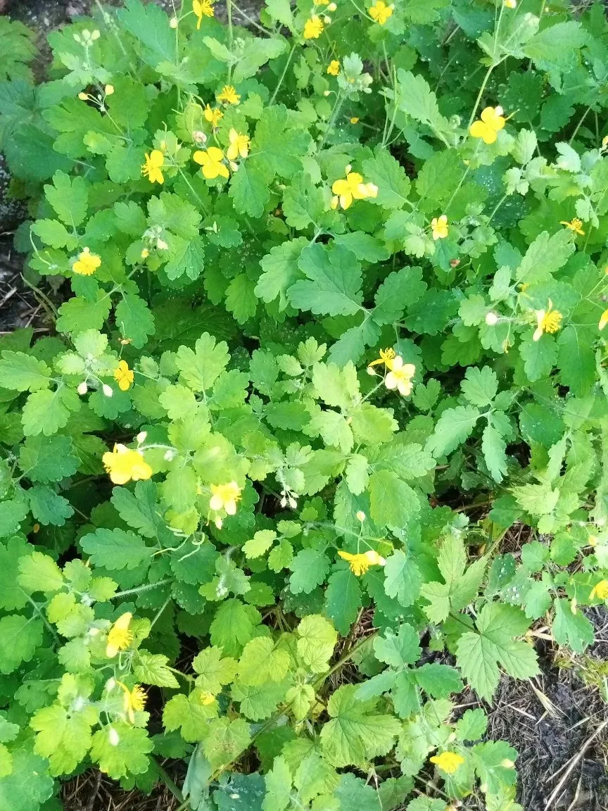 С началом новой недели! Доброе утро!  Сегодня +24...+26🌤, во второй половине дня возможен кратковрем
