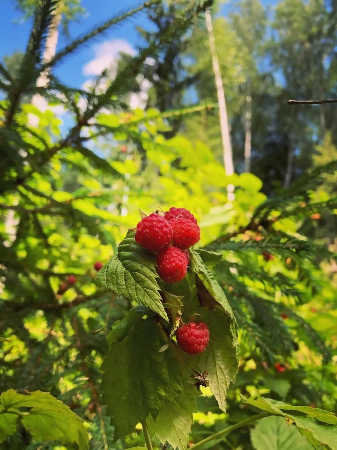 Доброе утро вам из леса🌳