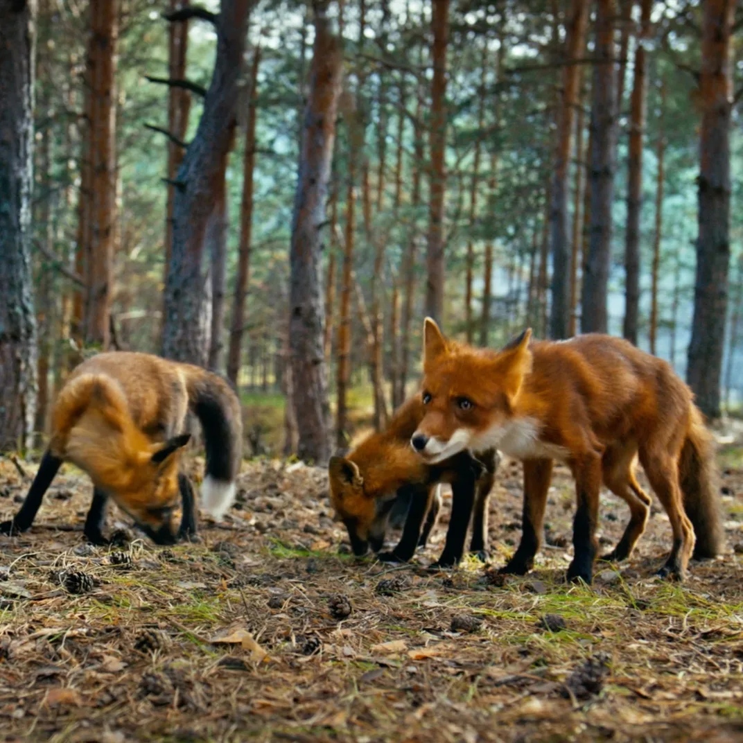 🦊 Приключения рыжего лисенка