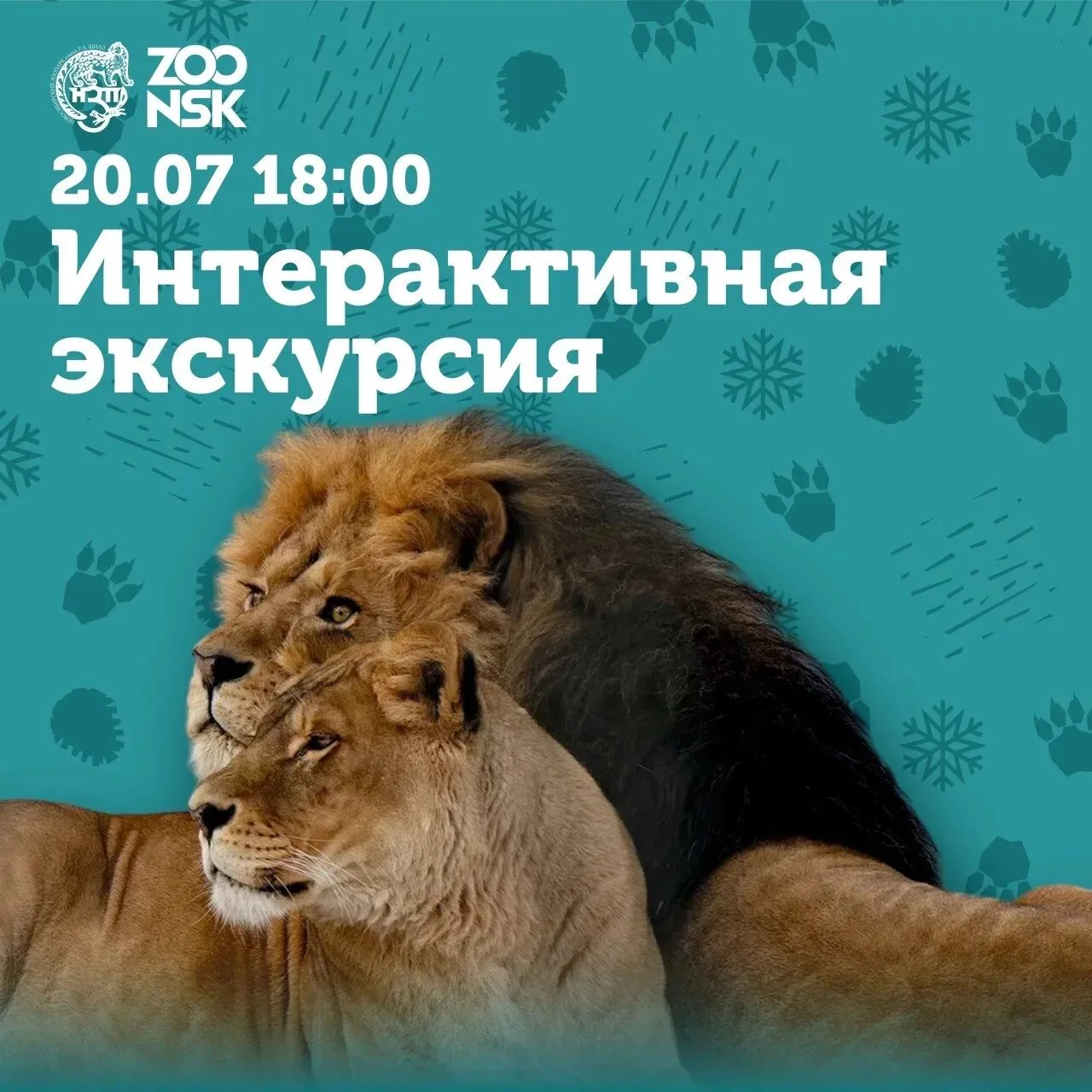 История львов в зоопарке!