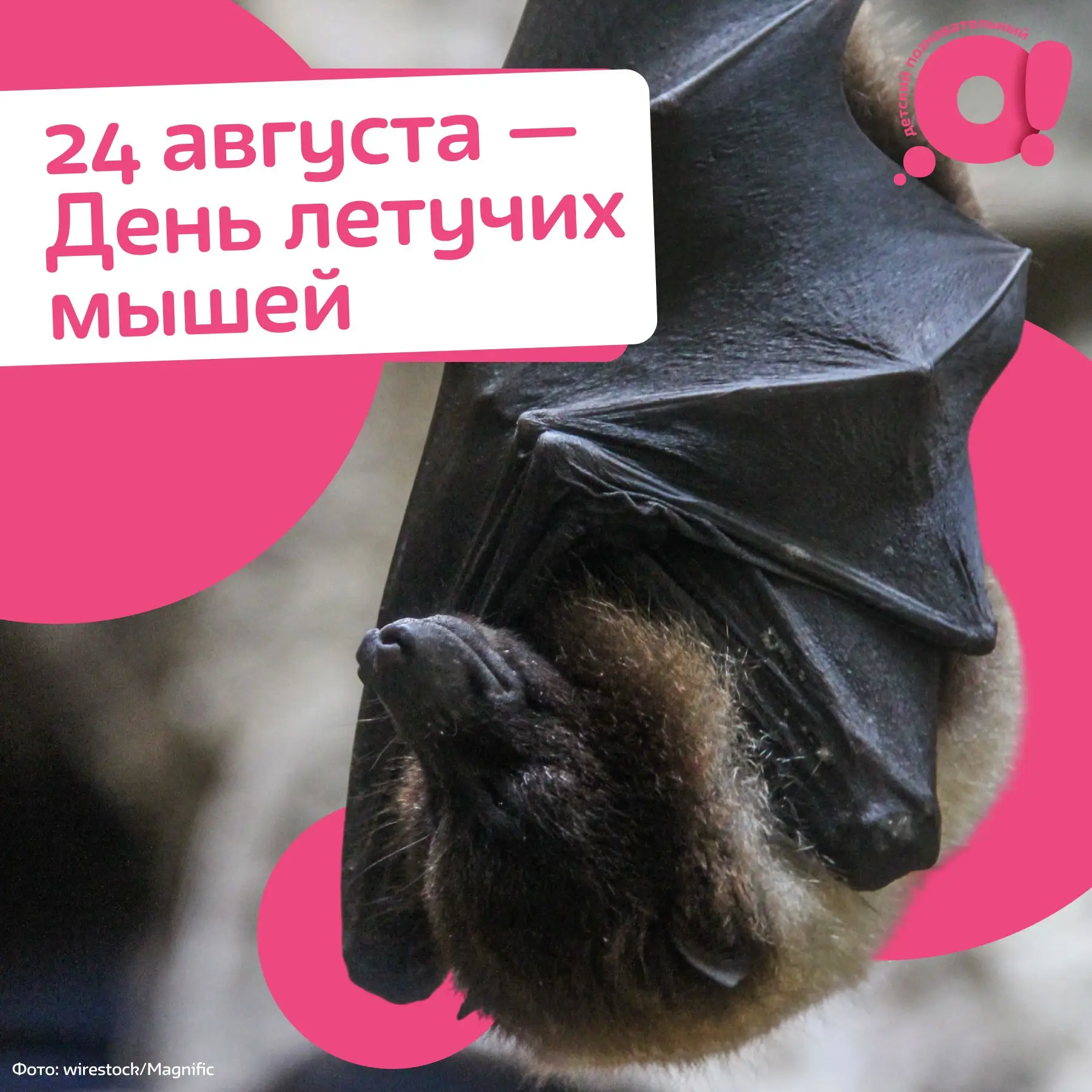Про страшно милых и ужасно интересных летучих мышей🦇