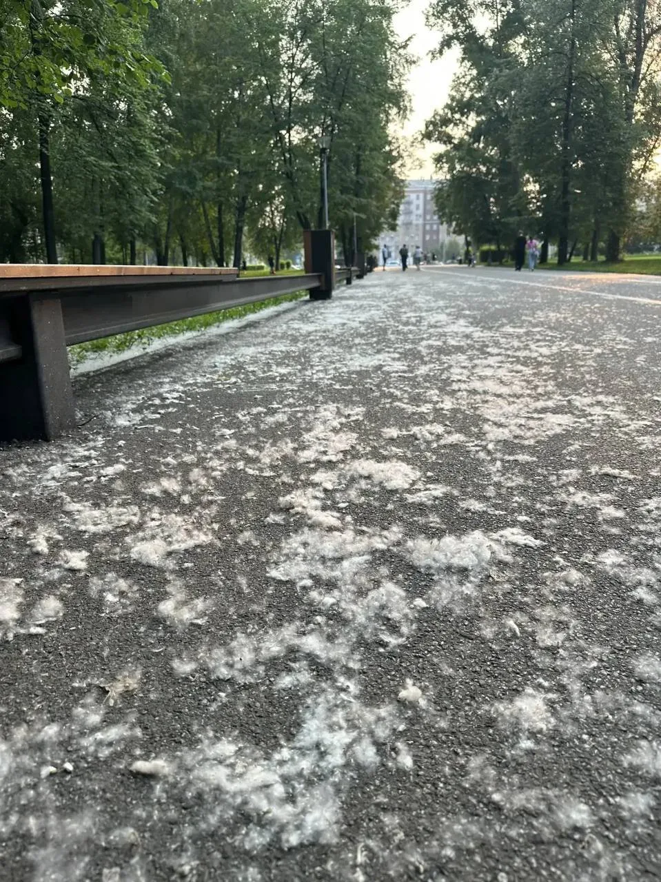 Тополиный пух, жара, июнь 🤧