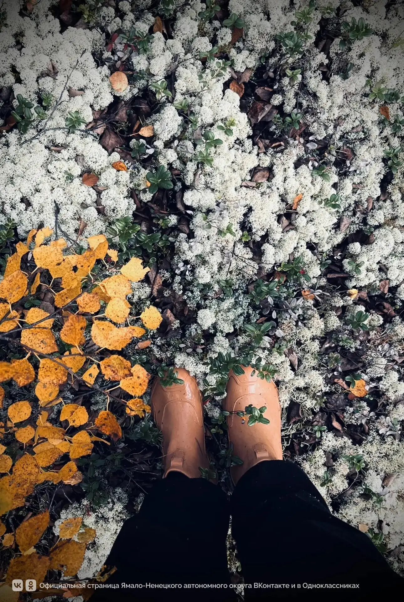 Ямальская природа в сентябре пишет самые яркие картины 🍁