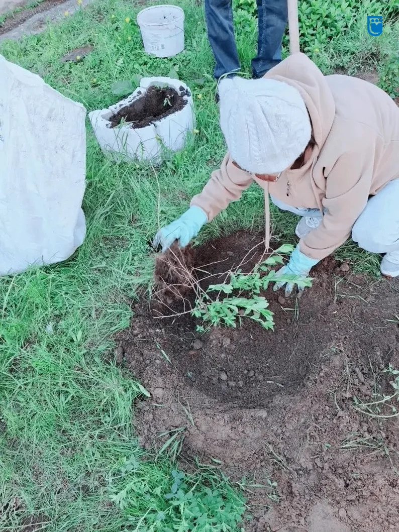 🌱День города на округе № 21 отметили посадками зеленых насаждений

☘️Зеленее стала территория у дом