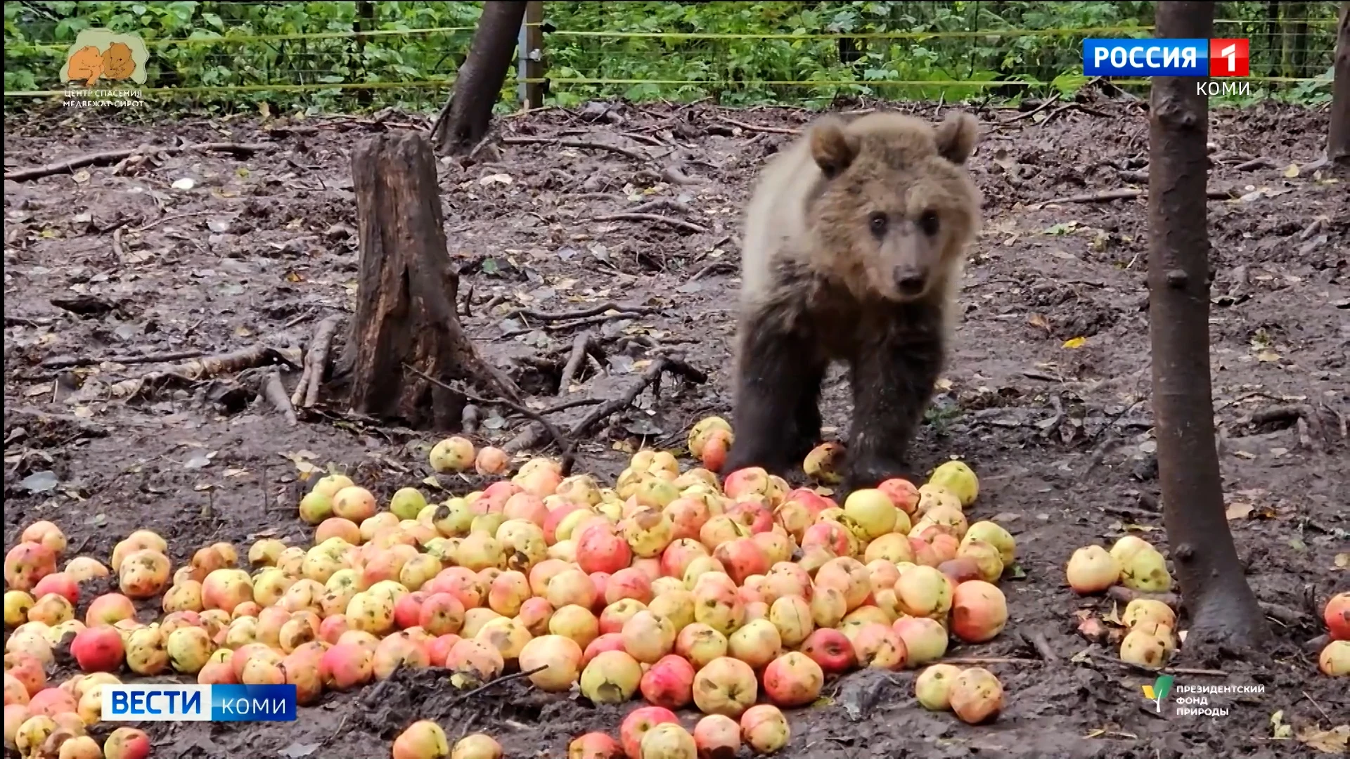 🐻Клюква набирается сил и готовится к возвращению на родину: маленькая медведица из Уст...