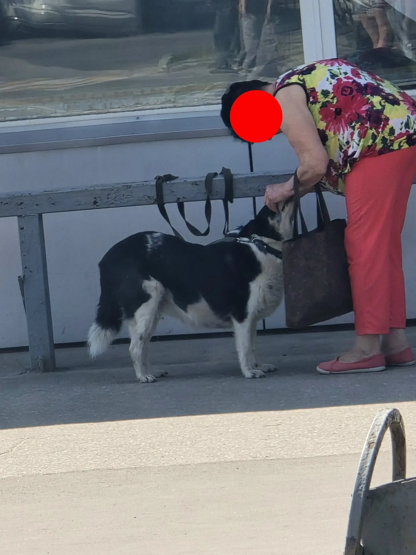 🥵 ЛЮДИ, У ВАС МОЗГИ В ТАКУЮ ЖАРУ ОКОНЧАТЕЛЬНО СПЕКЛИСЬ?! Зачем вы привязываете собак у...
