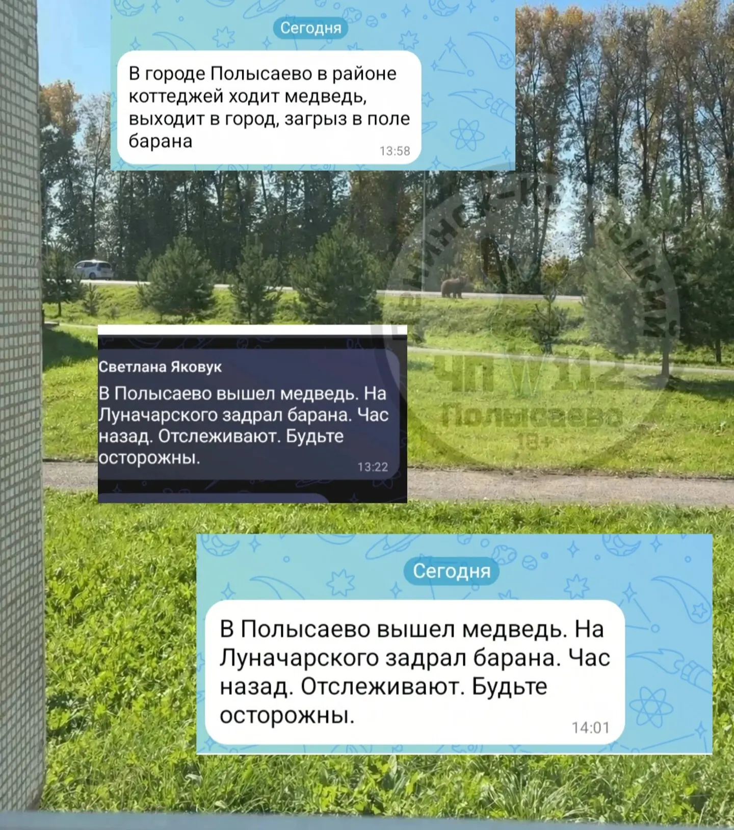 Жители Полысаево, будьте аккуратнее, у вас говорят бродит медведь.