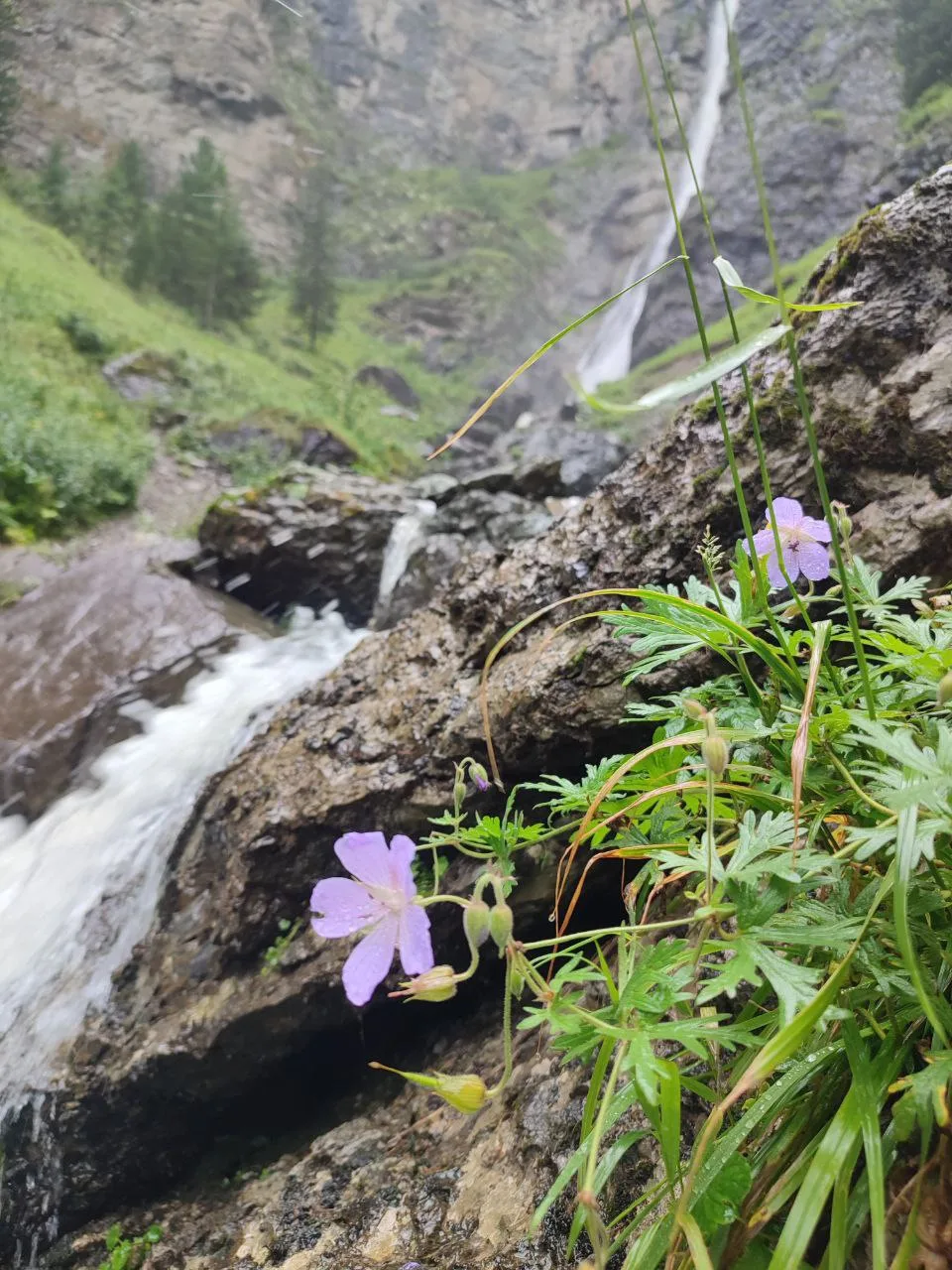 🏔 Алтай: место, где природа шепчет тайны, а воздух лечит душу… 🌄