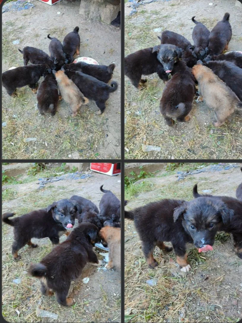 🐾 СРОЧНО НУЖЕН ДОМ 8 ЩЕНКАМ!🐾