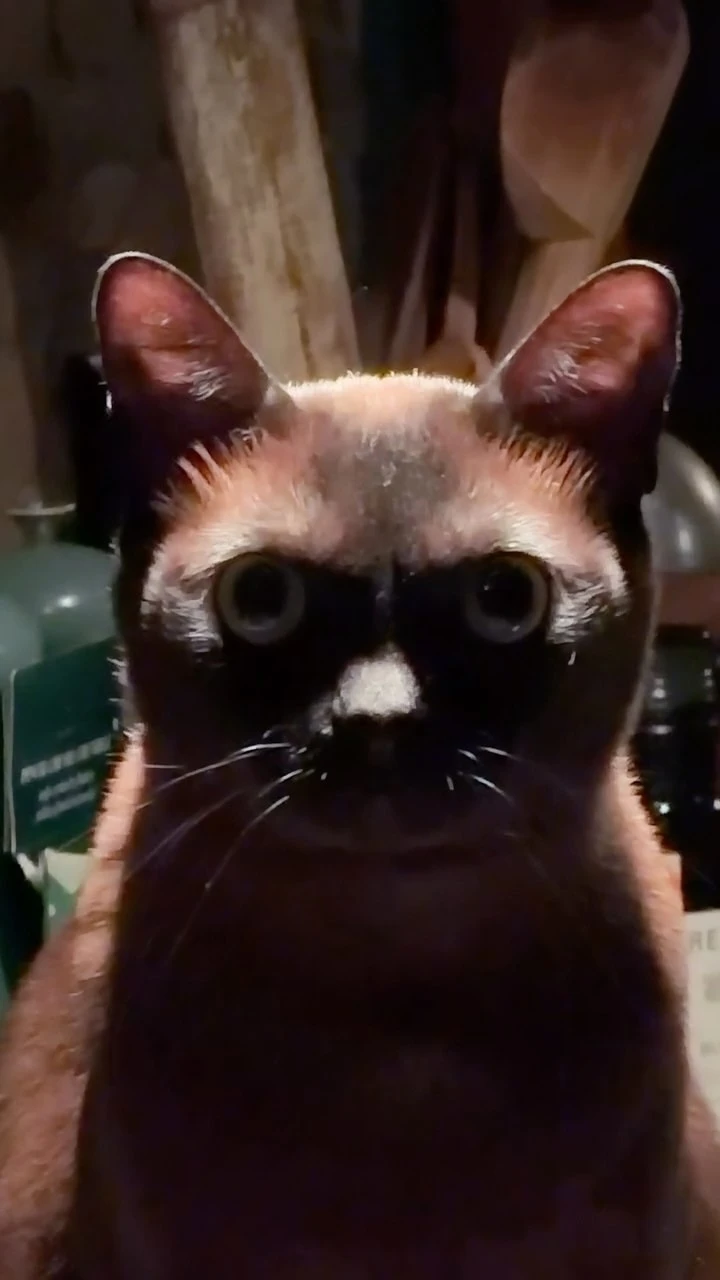 😼 Хозяйка посадила кота на диету, и теперь он молча давит на неё взглядом на кухне
