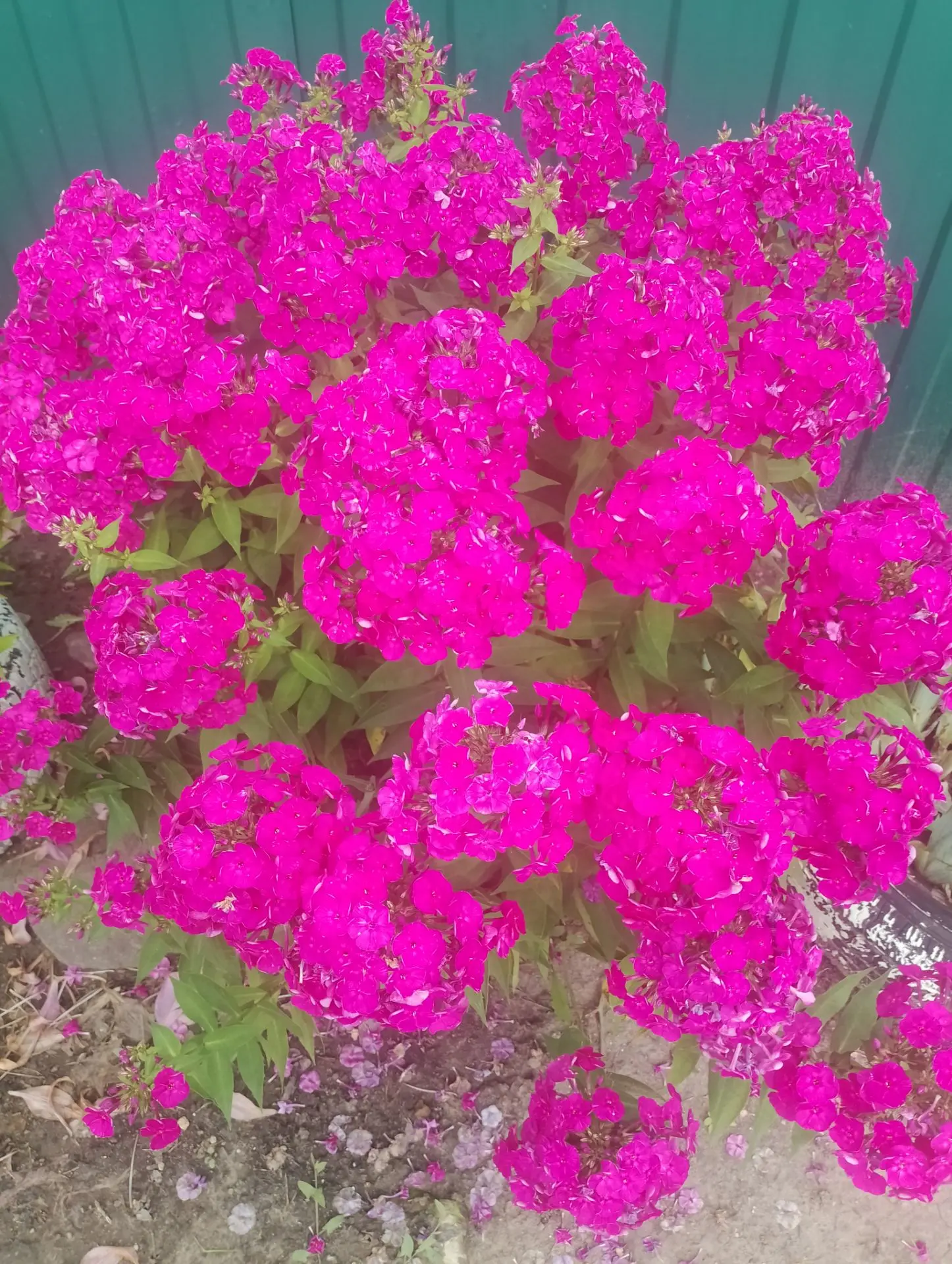 🌿🌺Яркие краски цветущего лета ты улыбнись посмотрев на это!

💐Продолжаем радовать вас яркими цвет