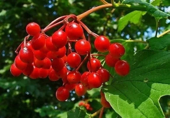 Калина — народный
