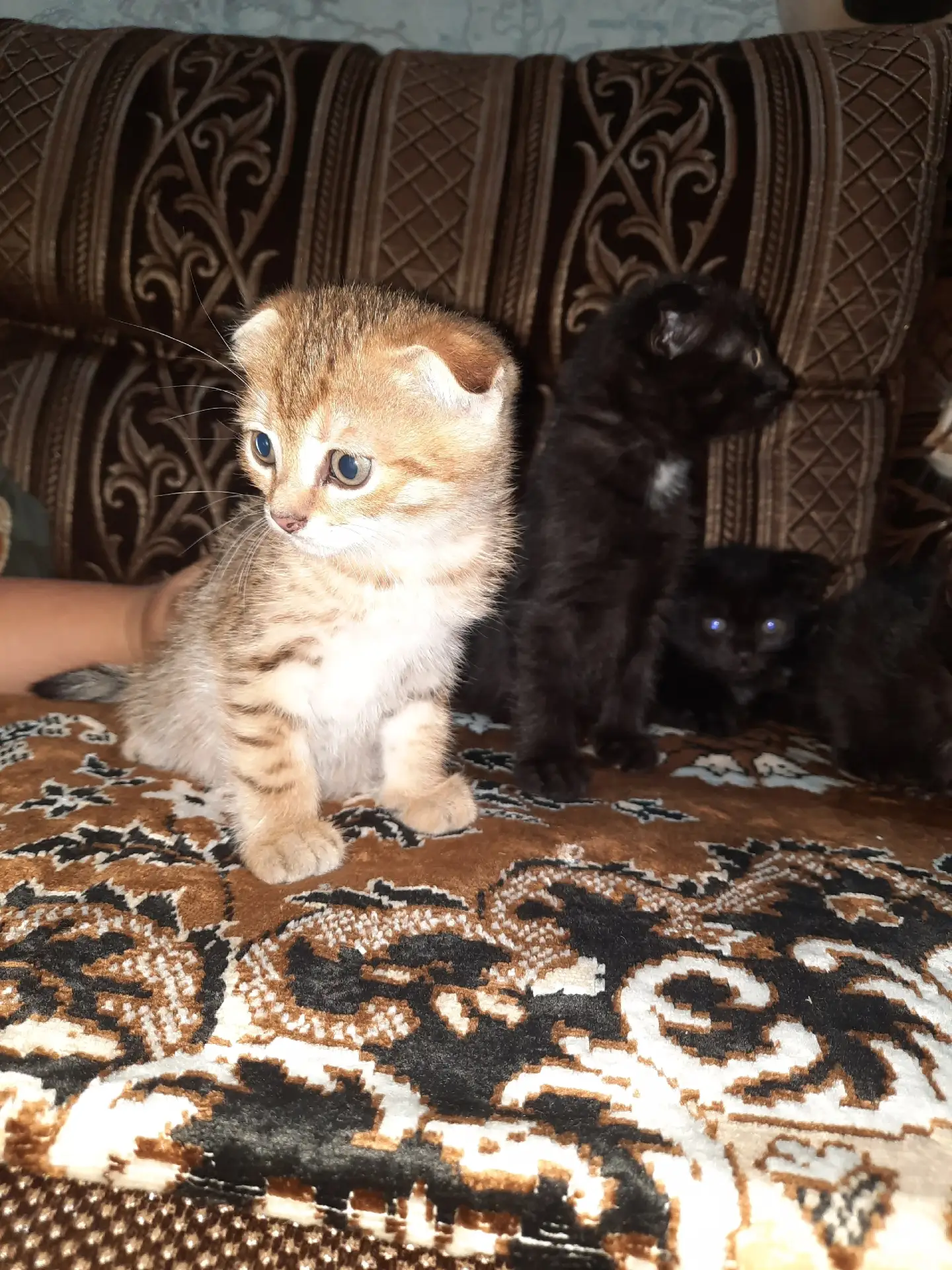 Отдам двух котят в добрые руки красивые ,ушки висят....