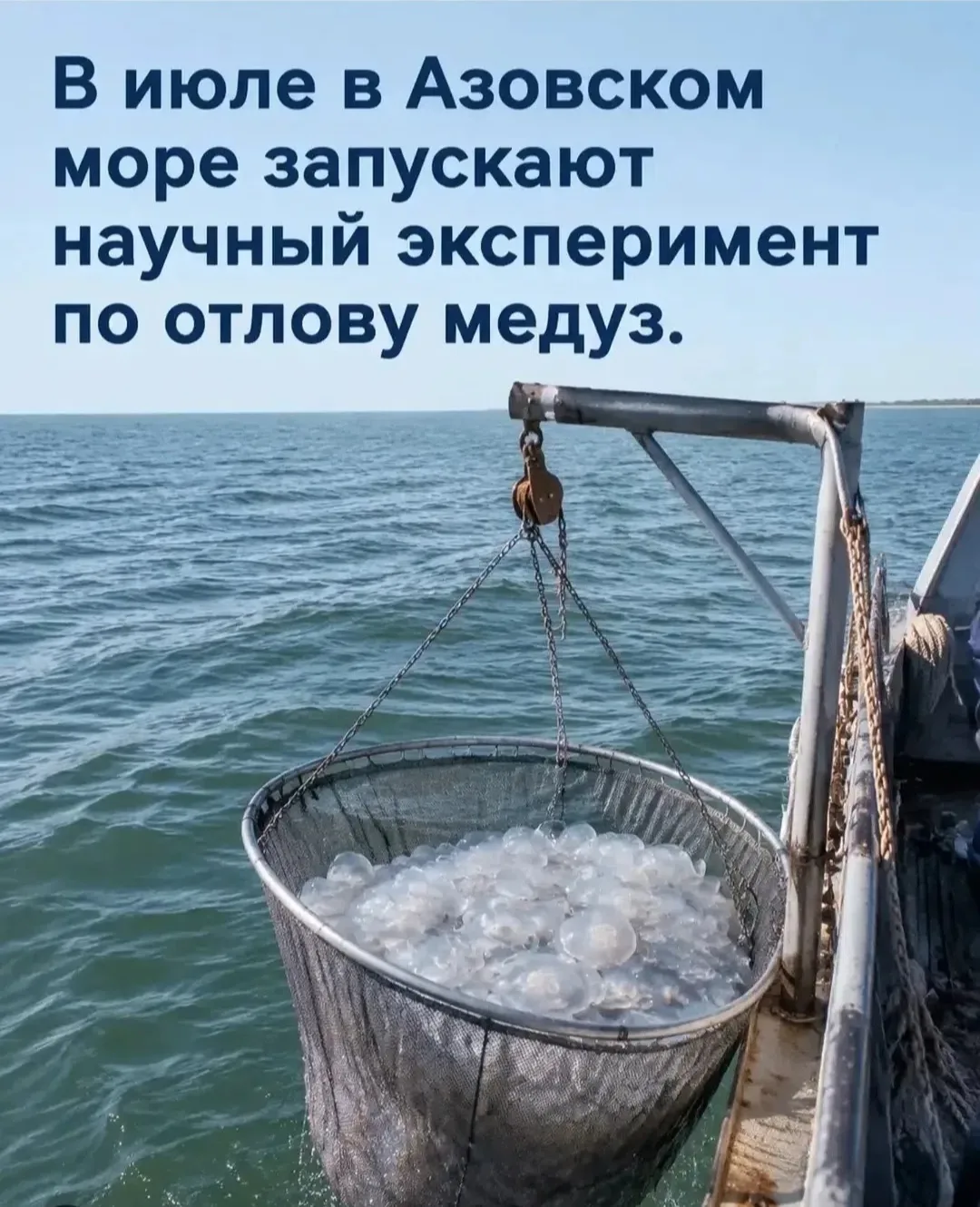 Информация о медузах уже давно в новостной ленте. На правительственном уровне.