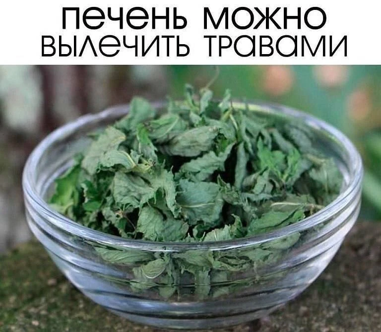 Травы для печени! ✔

Полынь

Горечь полыни помогает даже при холецистите и гепатите! 2 ч. л. сухой т