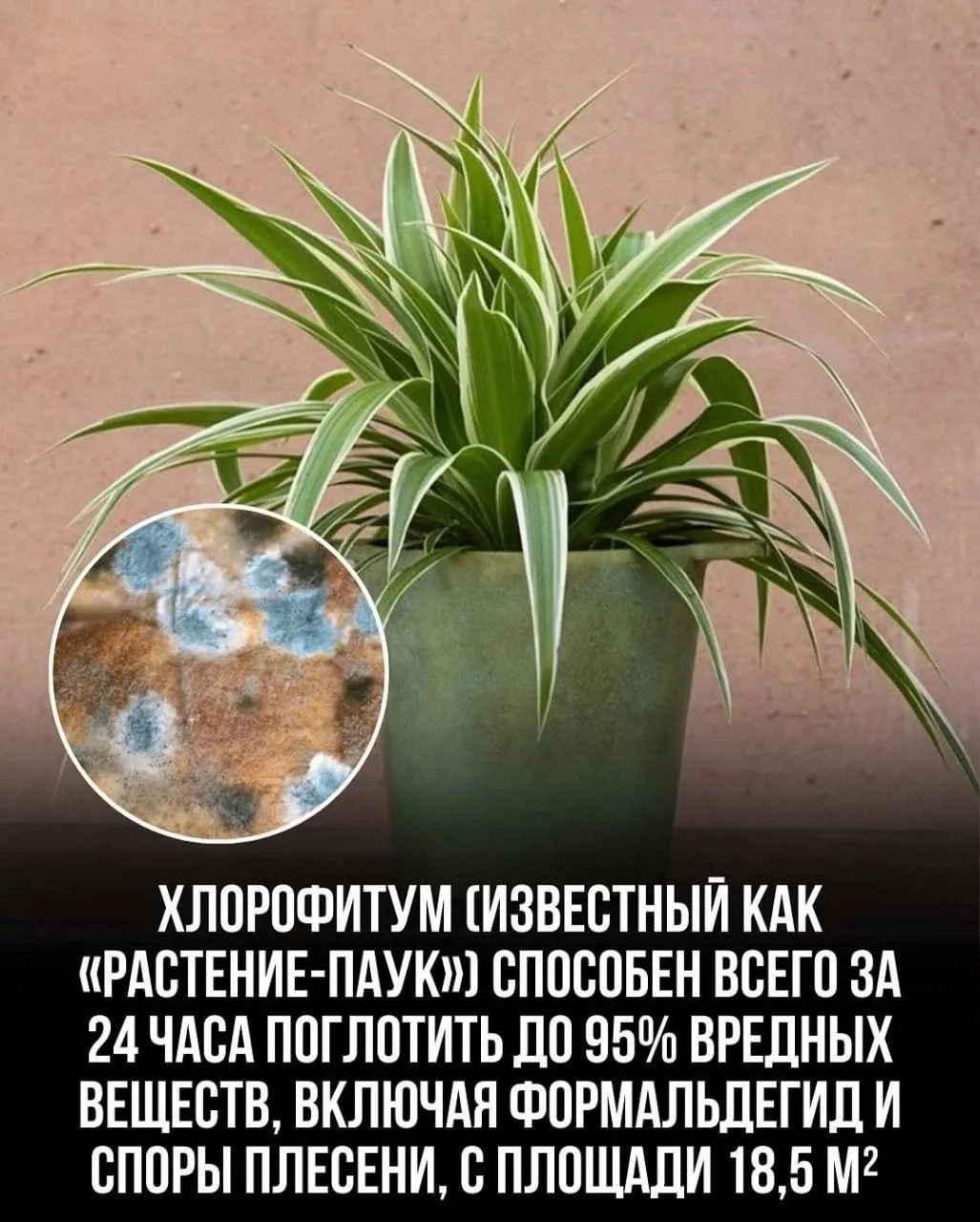 ⚠️ Комнатные растения очищают воздух лучше дорогих фильтров — эксперты