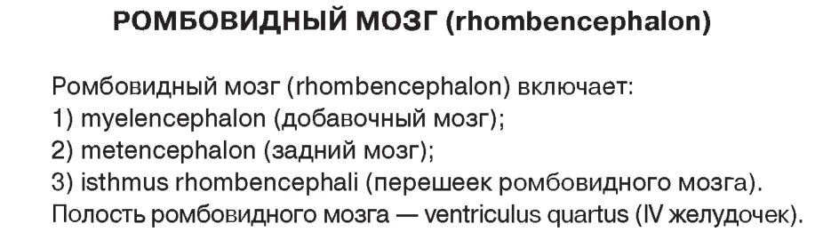 Структуры ромбовидного мозга