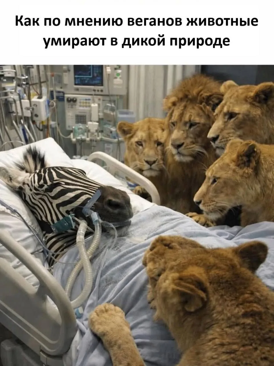 🐈‍⬛ Белее белого