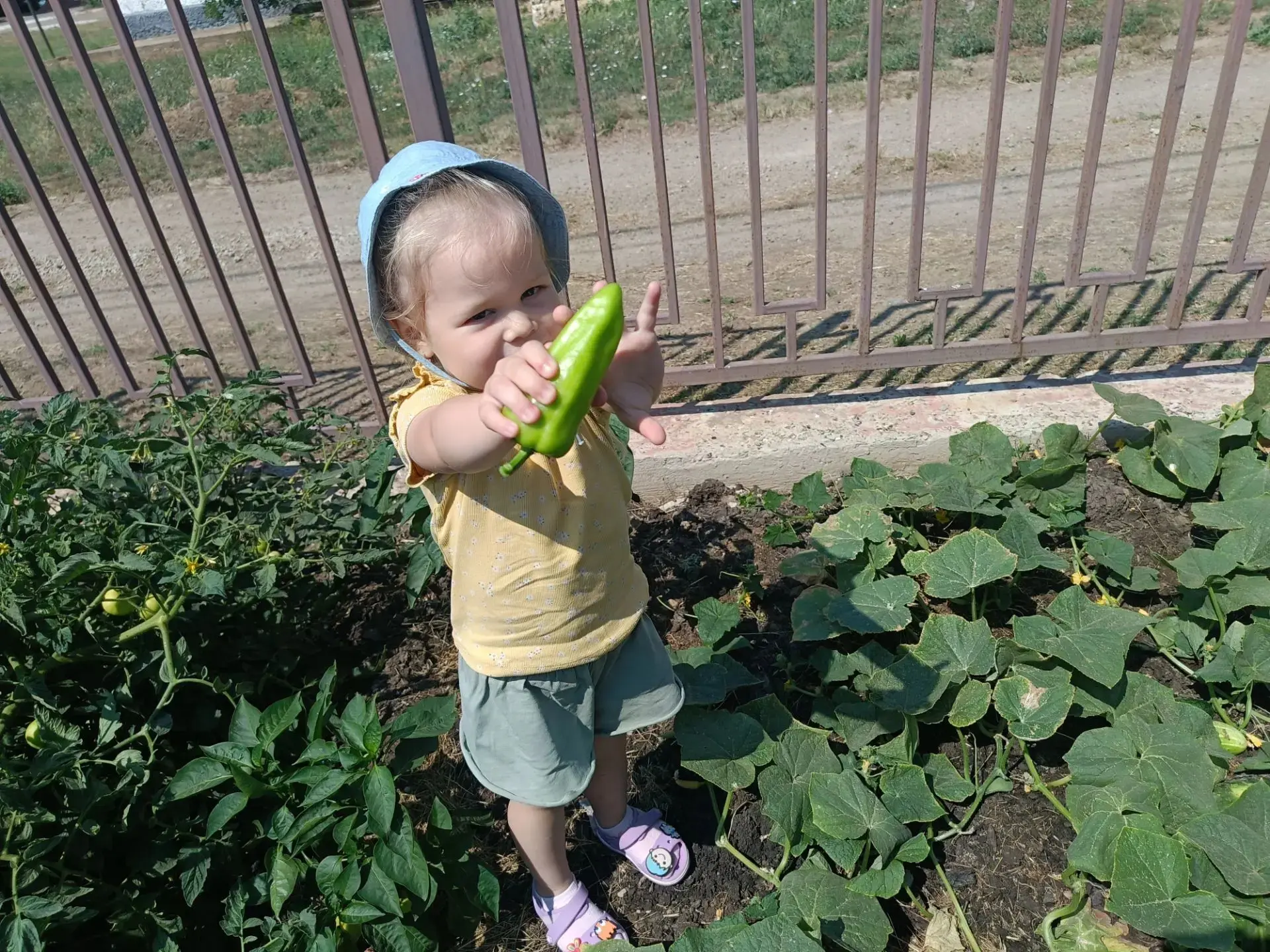 🥒 Наш огород радует урожаем!