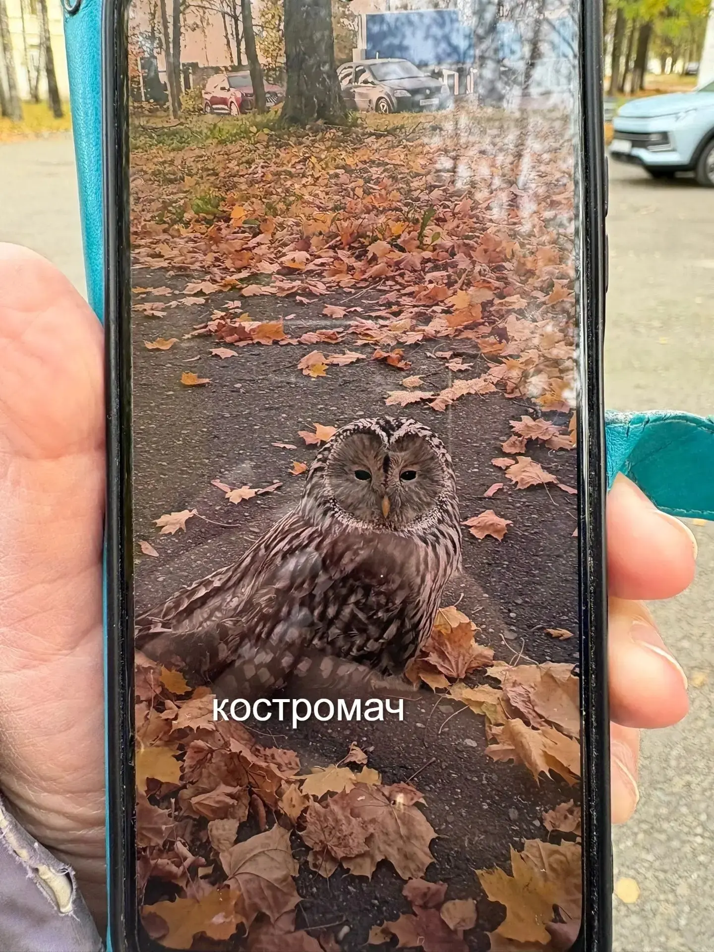 🦉 На территории областной больницы в Костроме, рядом с торакальной хирургией, заметили...