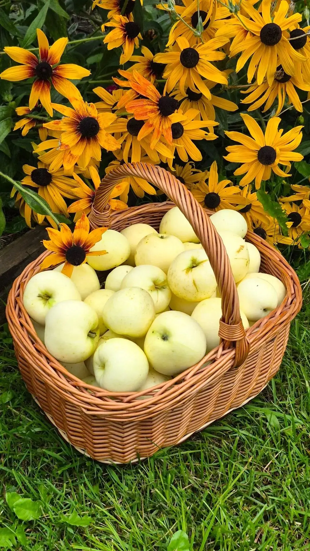 🍎 С ЯБЛОЧНЫМ СПАСОМ