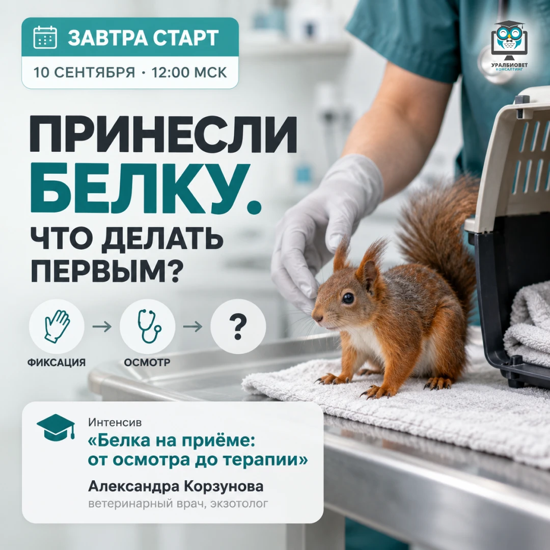 🐿 «Доктор, мы тут белку нашли. Вы сможете посмотреть?»