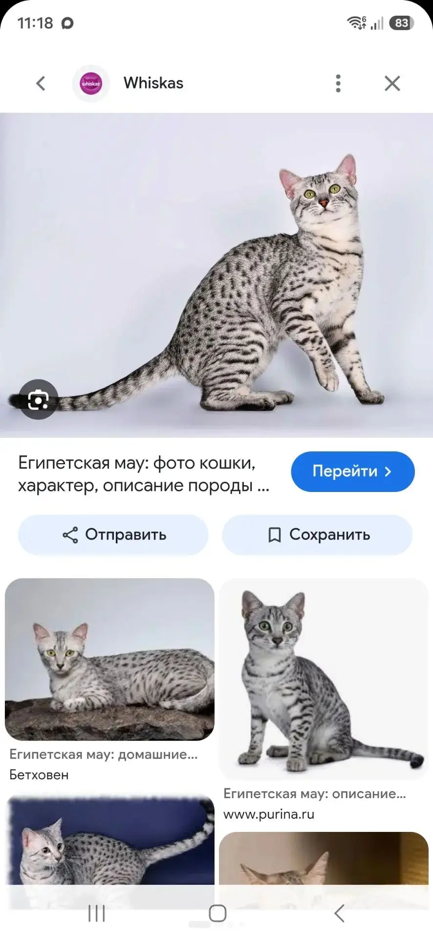 Очень похожа на породу Египетской мау