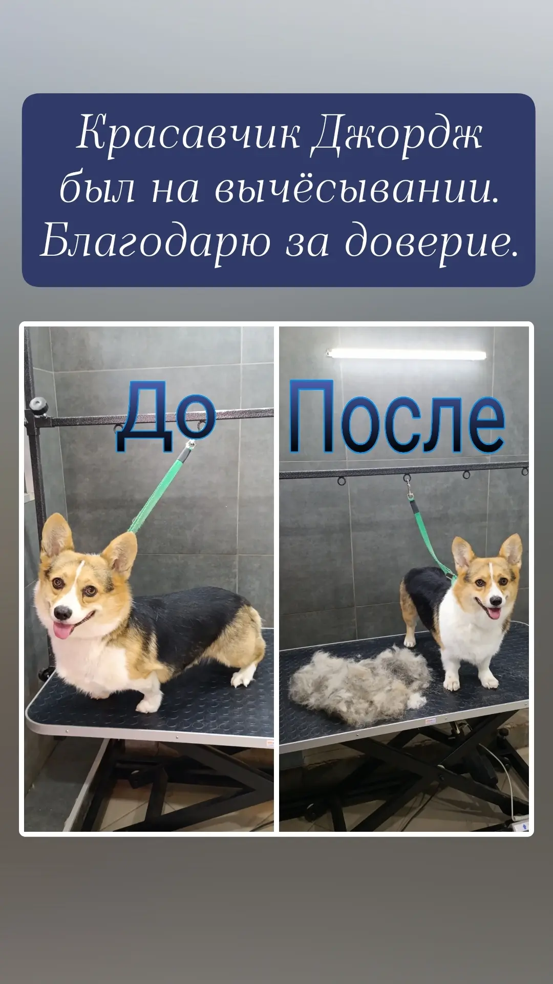 Красавчик мальчик был на вычесывании 🥰🥰🥰 время провели с ним спокойно и результативн...