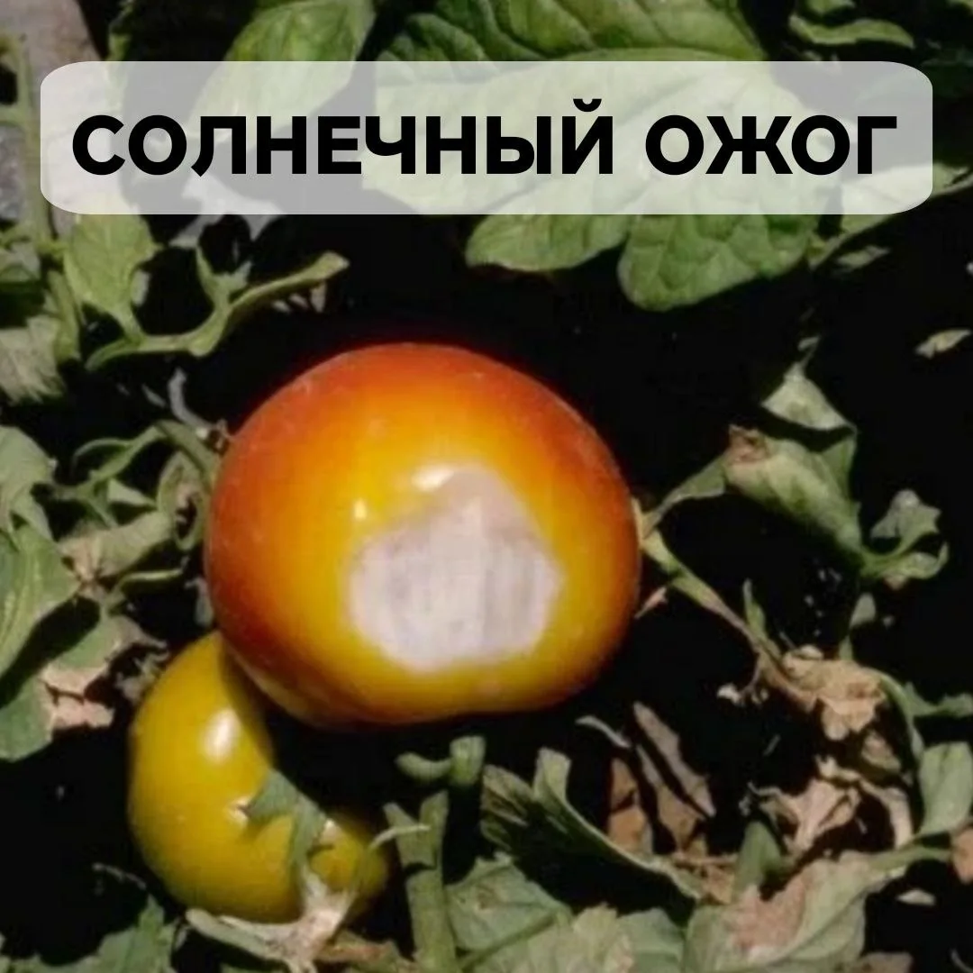 🍅Как определить проблему по плодам томата: