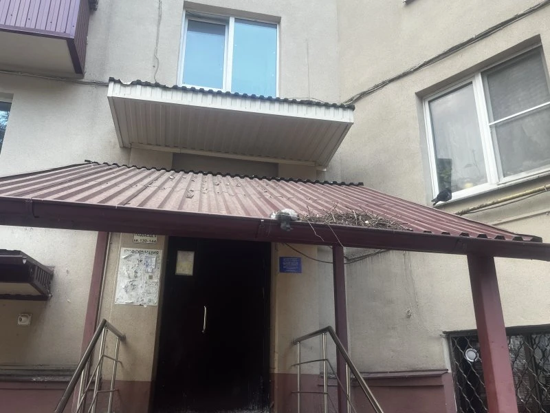 Двор дома №2/4 на Красной площади пугает курян мусором и мёртвыми голубями