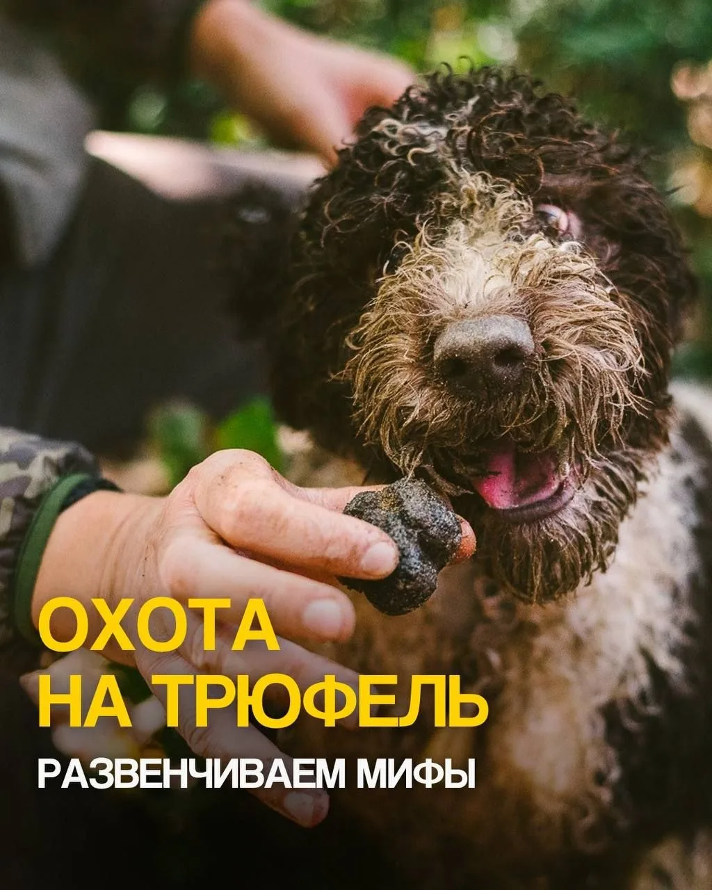 Мир туризма поистине безграничен💜 Сколько  всего интересного

Как проходит трюфельная охота в Тоска