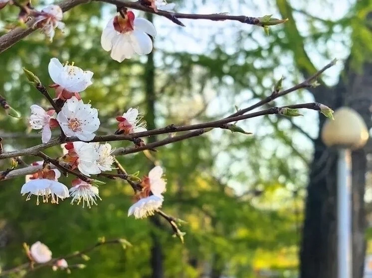 🌥 14 мая в Комсомольске-на-Амуре от + 16 до + 23 градусов.  Ветер умеренный, южный 7.3 м/с. Преимуще