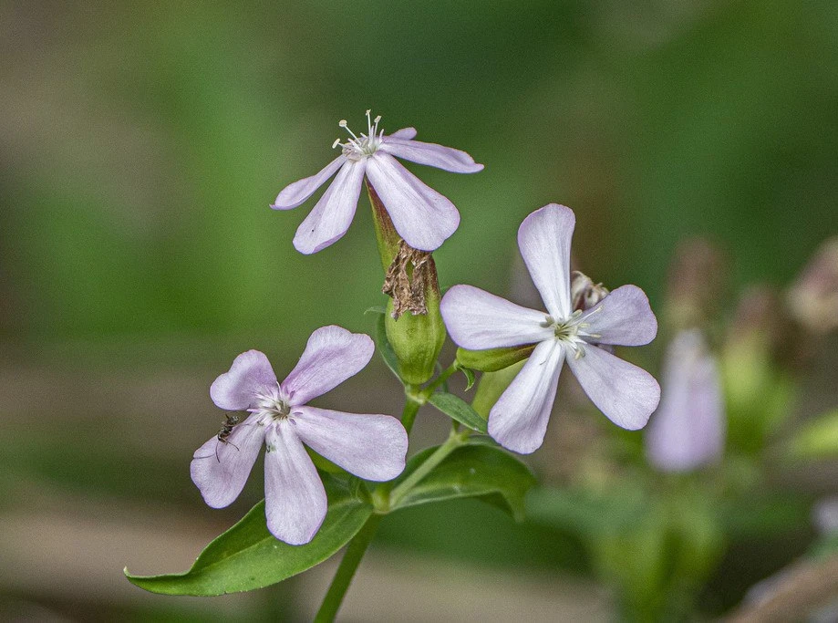 7 рецептов с Мыльнянкой - вены, бронхит, суставы, печень, ожирение  🌸 Мыльнянка лекарственная - клас