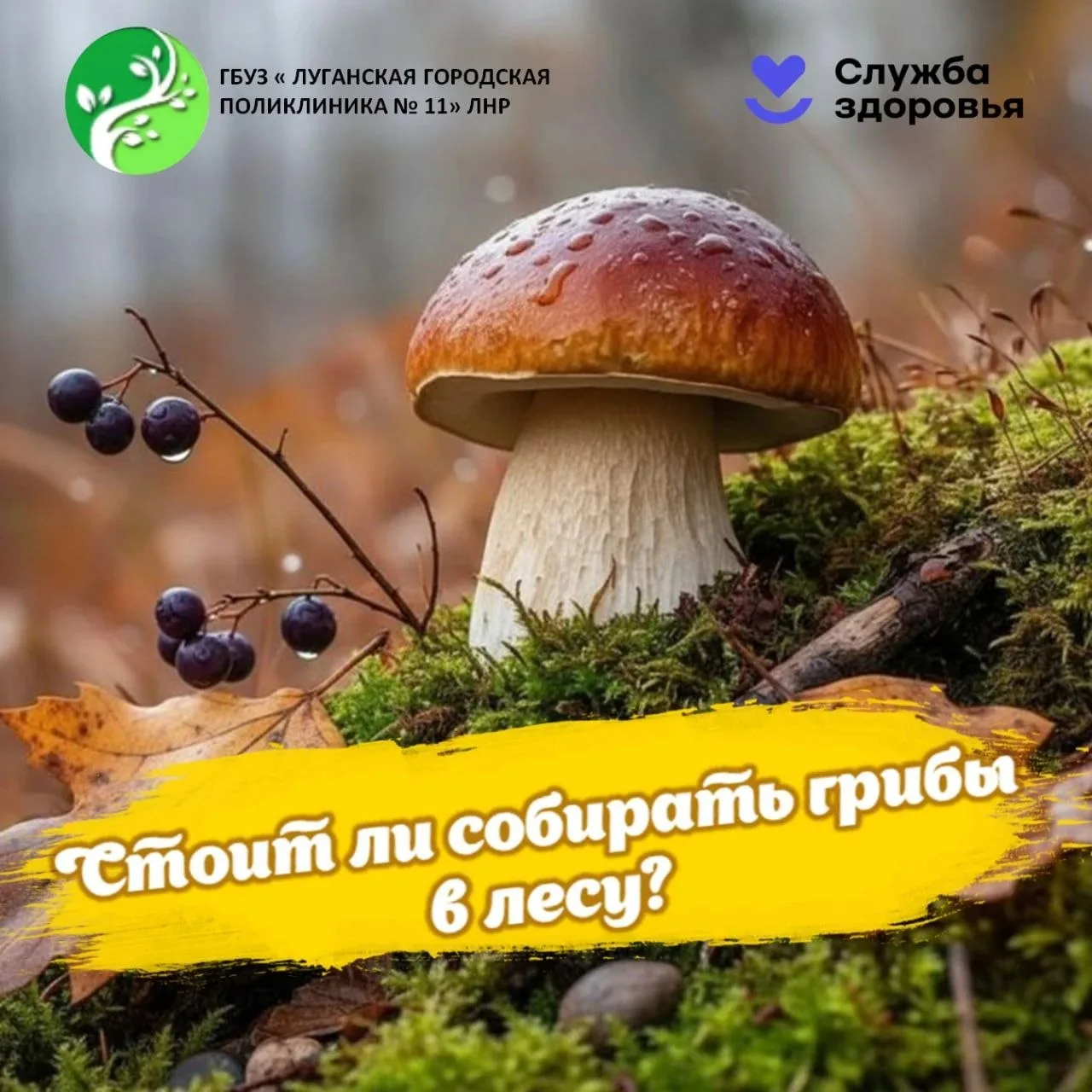 🍄 Грибной сезон может закончиться отравлением