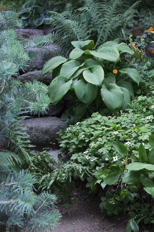 Знаем, вам такое нравится 🌿