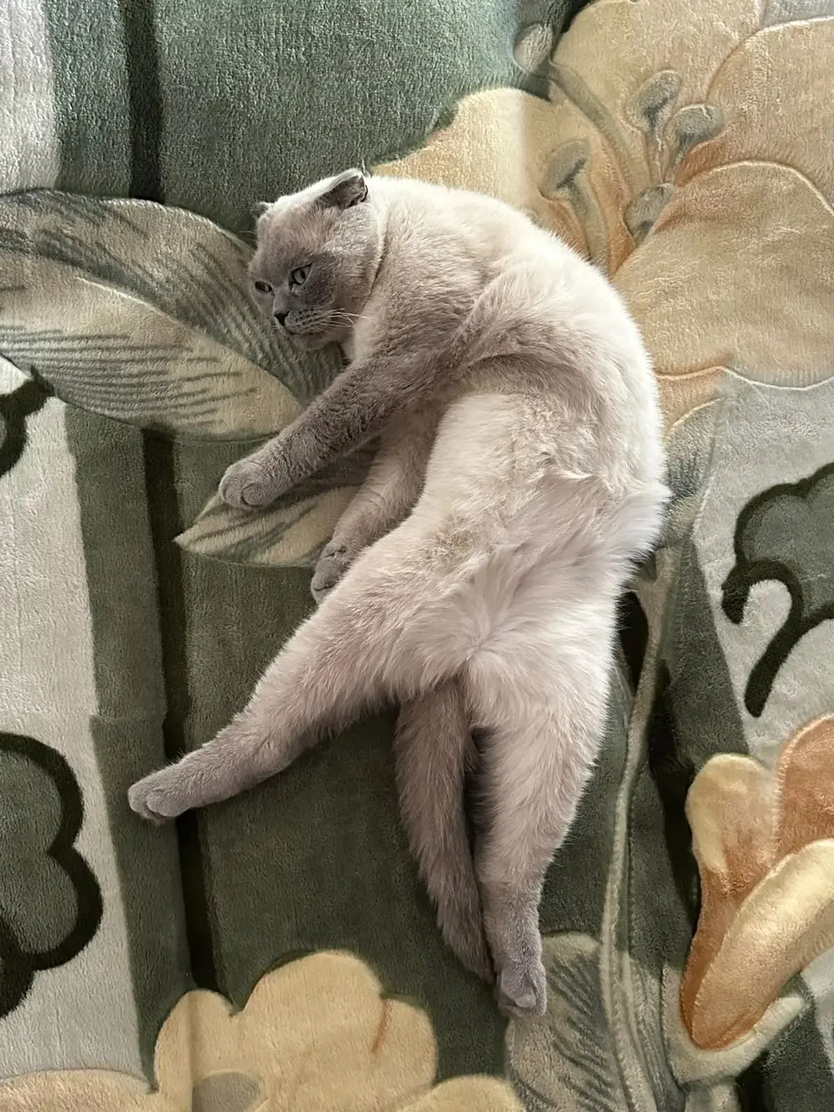 ❗️ПРОПАЛ КОТ❗️