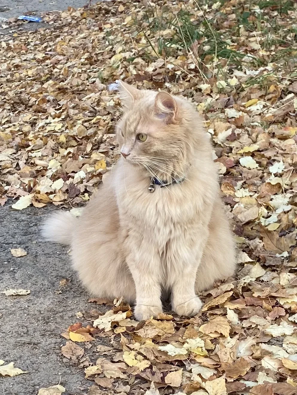 🍁 Сентябрьские рыжики Красноармейска