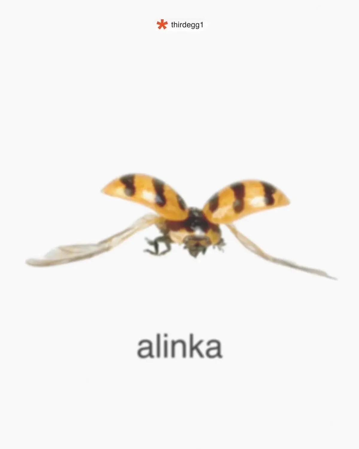 кидай алине