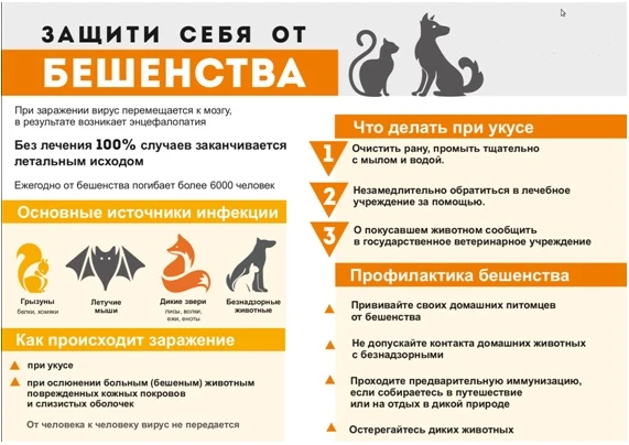 ПАМЯТКА: ЧТО ДЕЛАТЬ ПРИ ВСТРЕЧЕ С ЛИСИЦАМИ В НАСЕЛЕННОМ ПУНКТЕ?

1. При встрече с лисой, не следует 