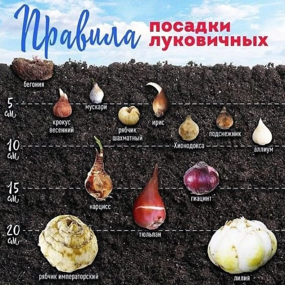 ШПАРГАЛКА ПО ПОСАДКЕ ЛУКОВИЧНЫХ ЦВЕТОВ 📝