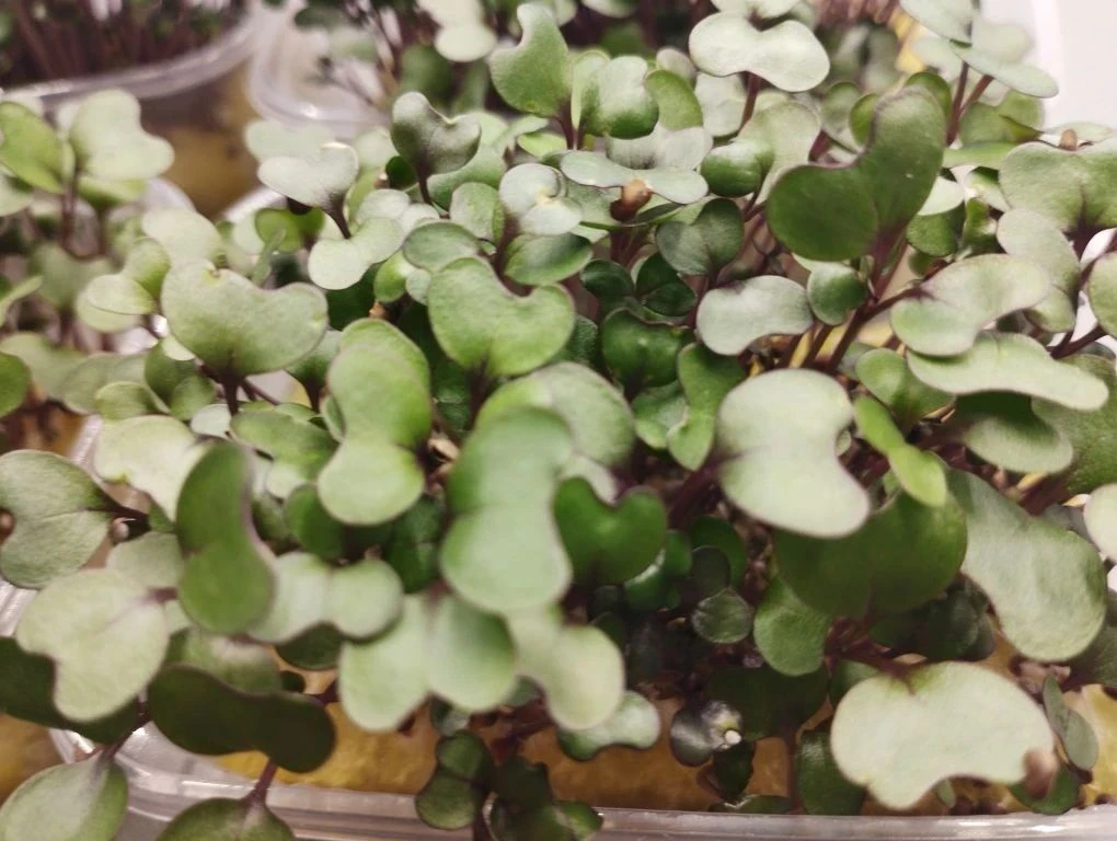 🌱 Школьный агроклуб «Росток»:  урожай микрозелени капусты готов! 🌱Юные агрономы решили сделать прият
