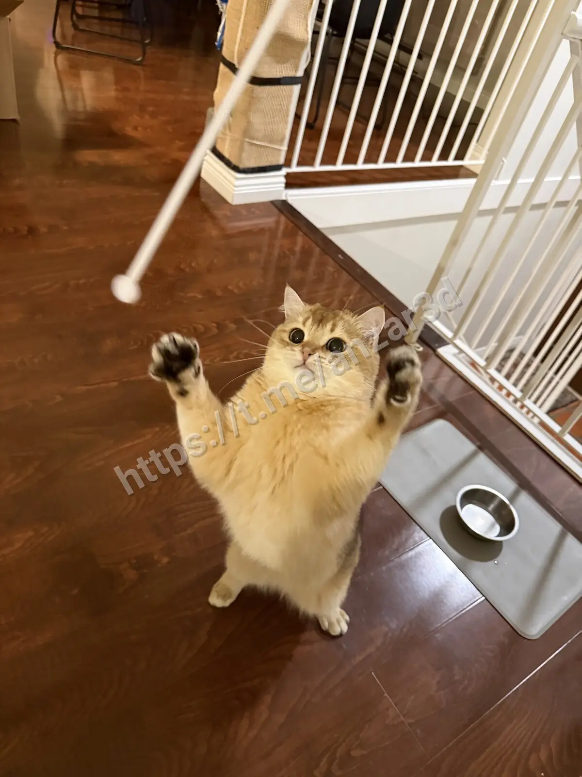 🐾 Игрушка для кота
