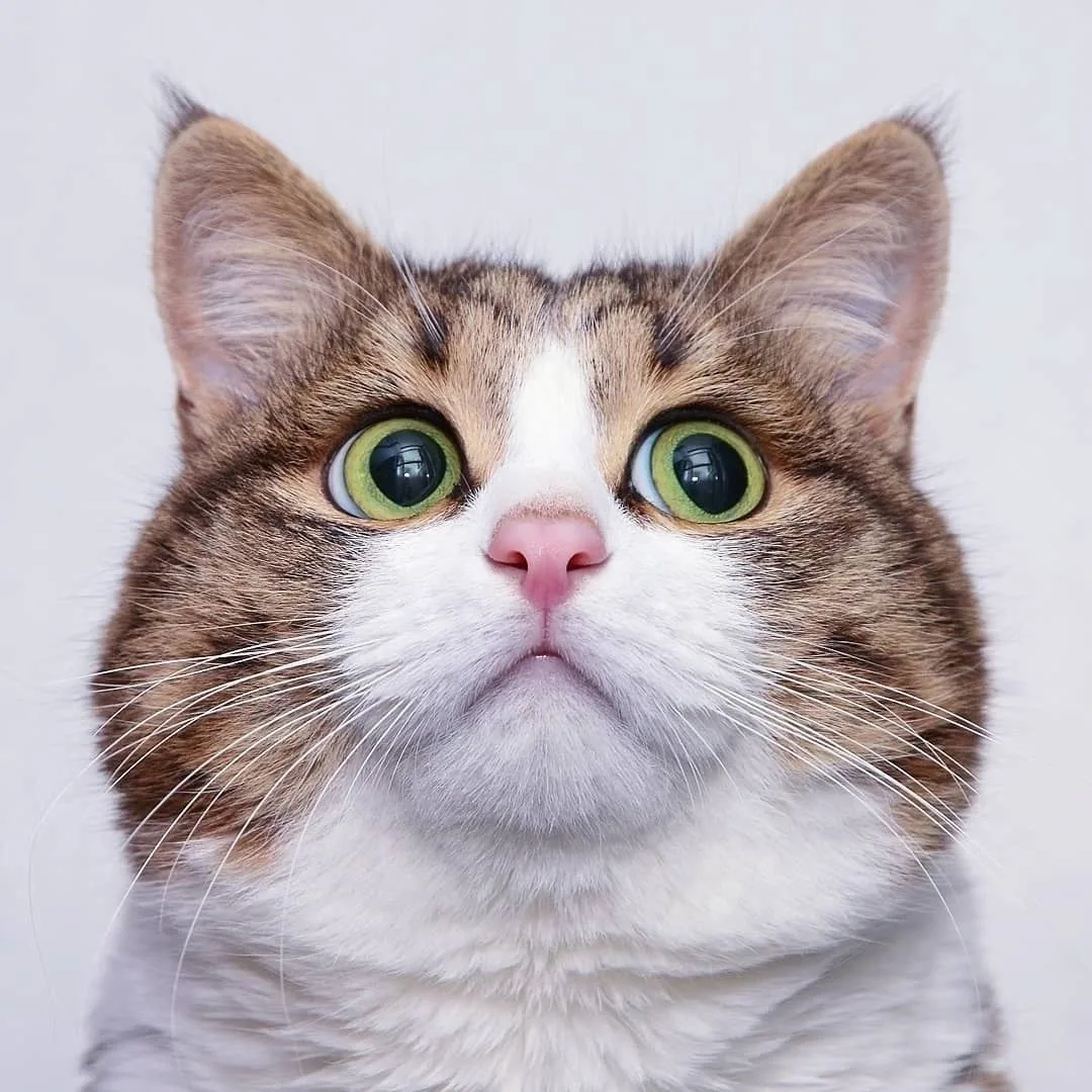 rexiecat