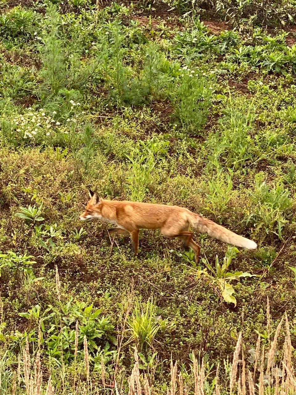 🦊 Плутовка бегает в Высокой Горе