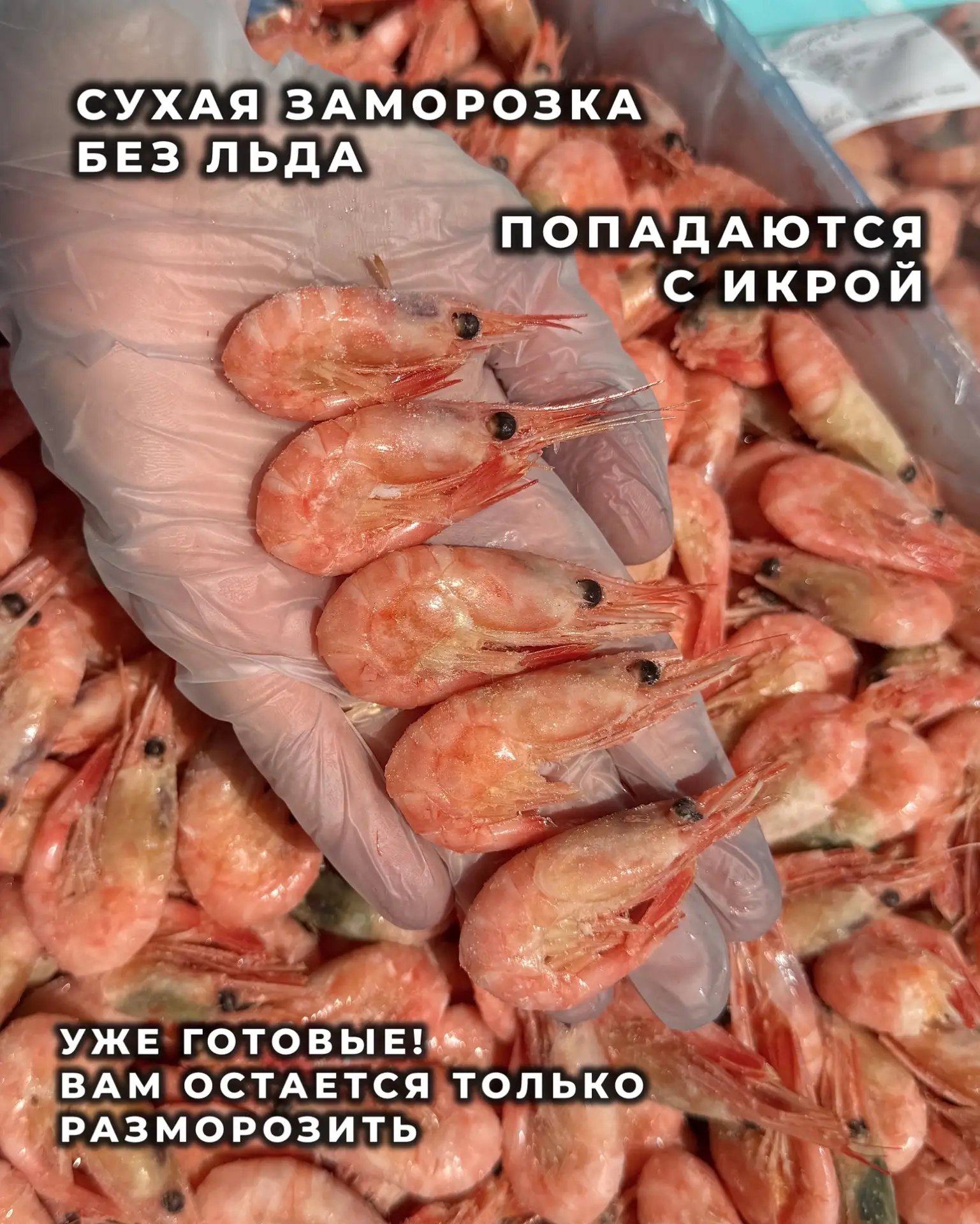 МЕГА 🧨СКИДКА в Крабике  Мурманская креветка 150+ всего 1️⃣2️⃣9️⃣9️⃣₽ за 2.5 кг  🔵Удобный размер 🔵Сла