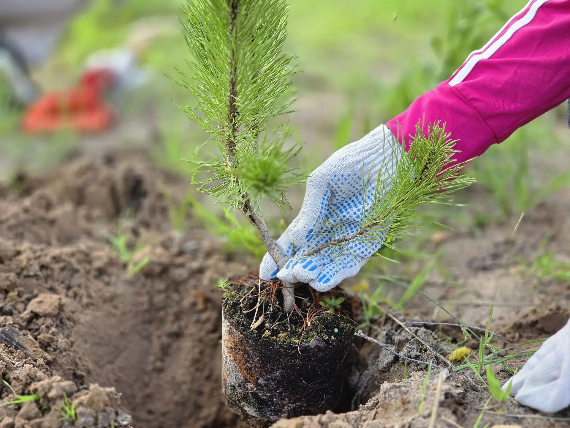 ⚡🌱 В Архангельской области стартовал восьмой сезон Всероссийской акции «Сохраним лес»