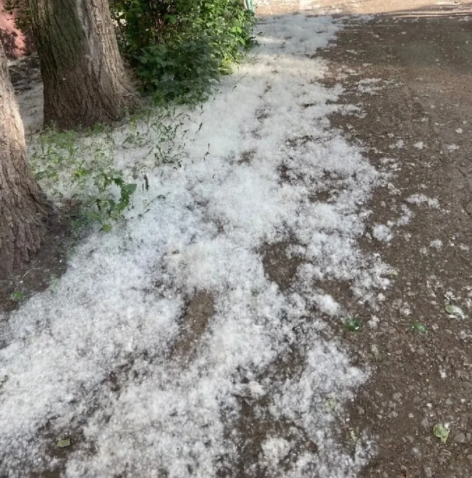 ❗️❗️❗️В самом разгаре пора обильного цветения тополей. По улицам города летит тополиный...