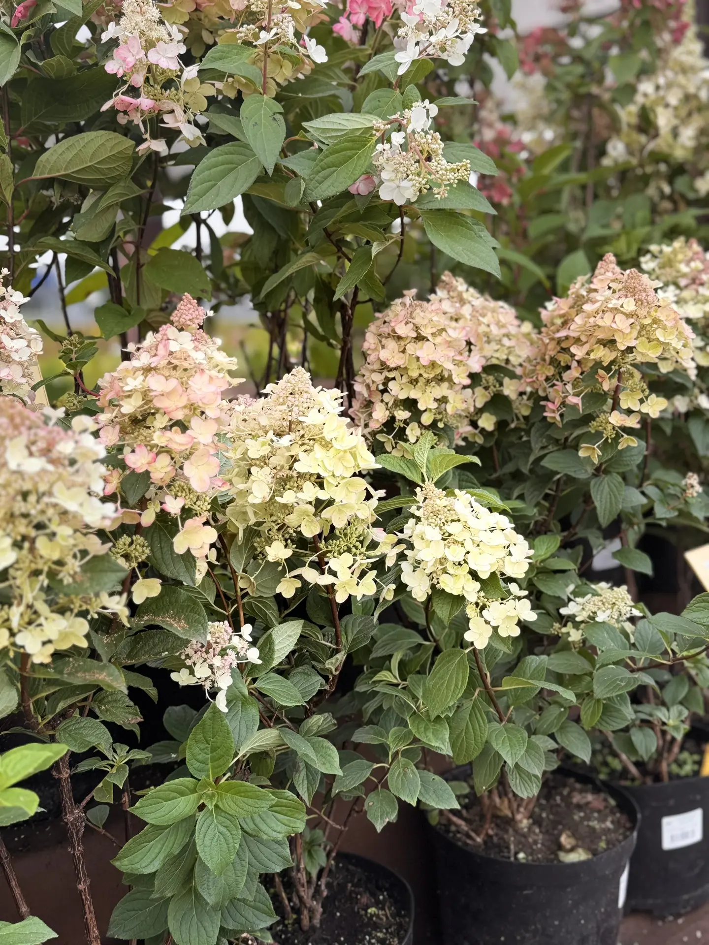 🌸 Сейчас эти гортензии особенно хороши! 🌸