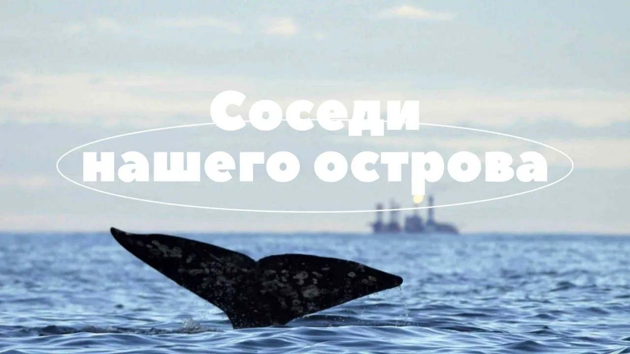 🐋 Соседи нашего острова

Сахалин окружён морями, в которых обитают десятки видов морских млекопитаю